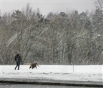 про хорошего хозяина, собаку и вчерашний снег
