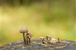 Ненужные грибы