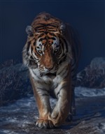 Великий тигр