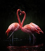 Страстное сердце фламинго