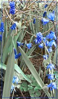 Голубая весна