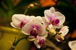 Эти удивительные орхидеи...
