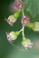 СМОРОДИНА ЧЕРНАЯ (Ribes nigrum L.)