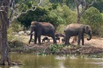 Слоны и кабаны